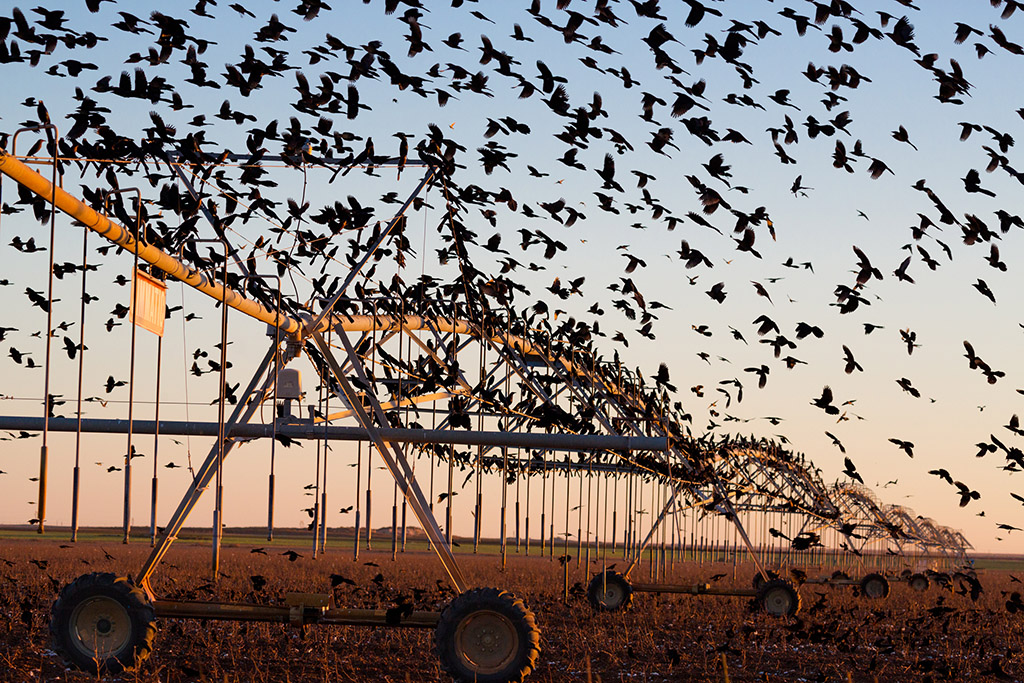 Picture of grackles gathering on a center-pivot sprinkler on a newly harvested cotton field outside Muleshoe, Texas