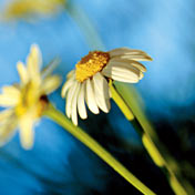 Photo: A flower