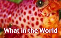 Art Text reads: What in the World?