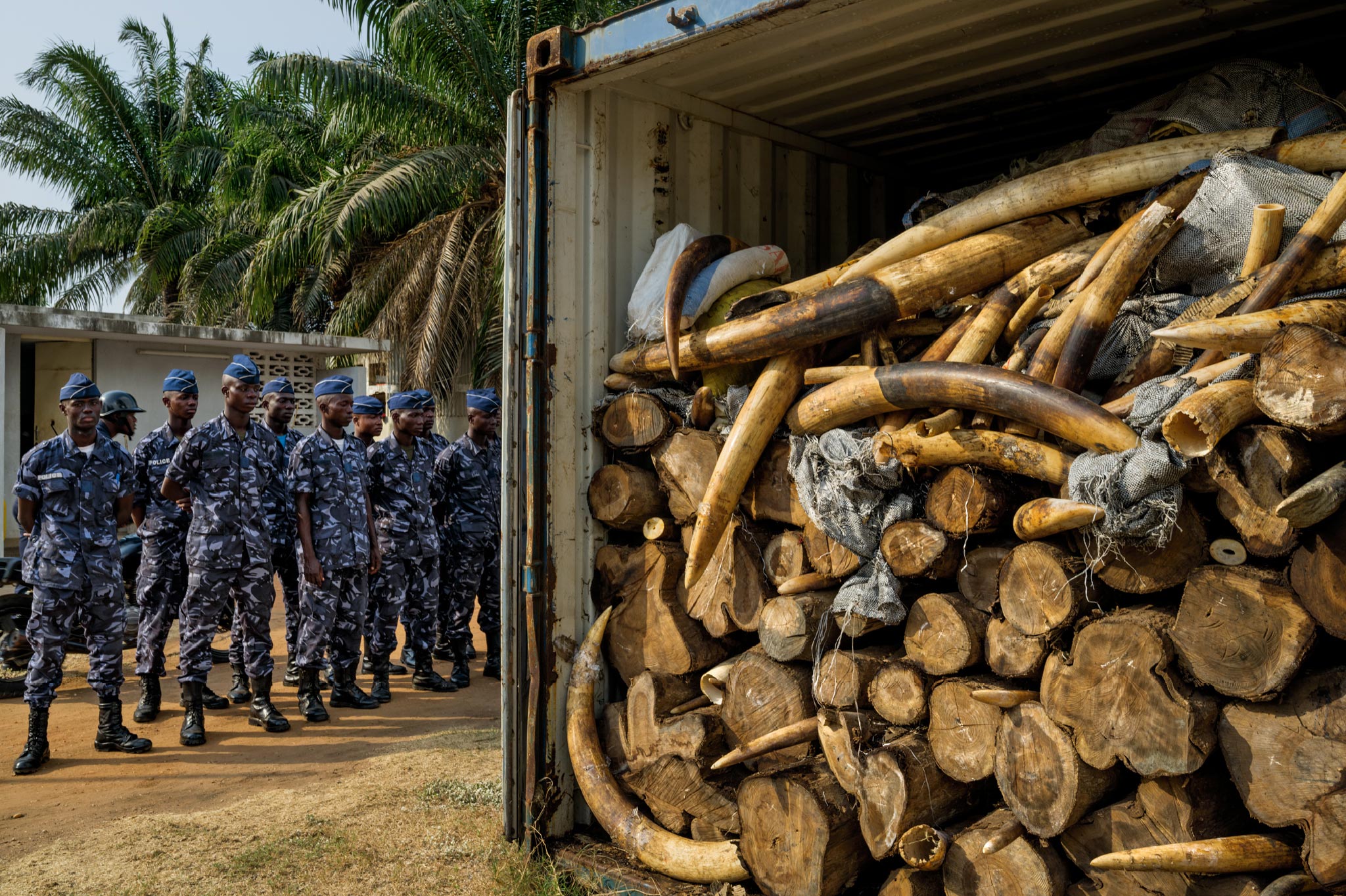Elementos de Kony matan a elefantes en el Congo - ivory6_2048
