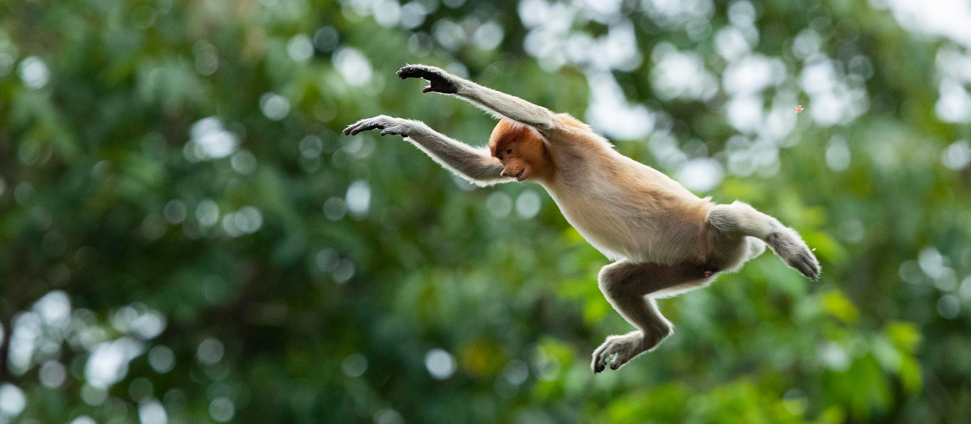 Borneo Wildlife Adventure Tour & Safari | National Geographic