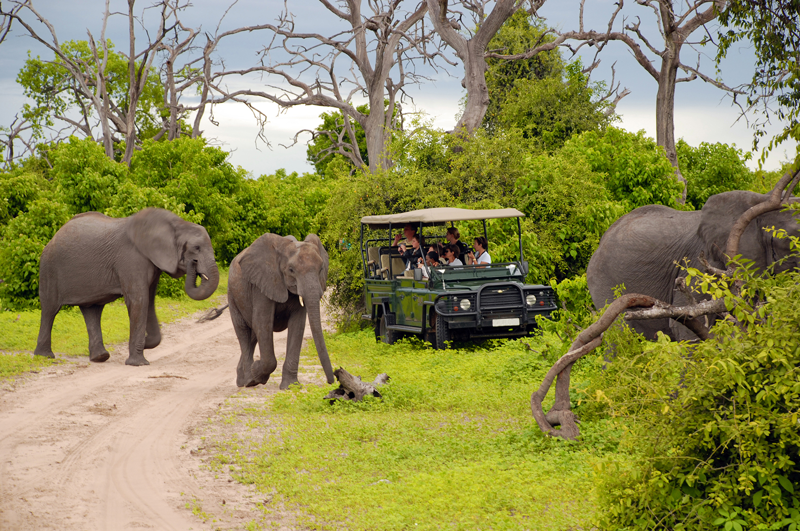 African Safari Animals Together