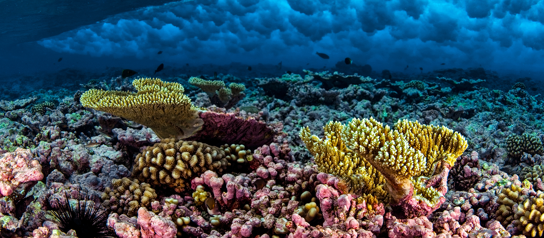 ナショナルジオグラフィックwedgeDAYS World Oceans Day | National Geographic Expeditions