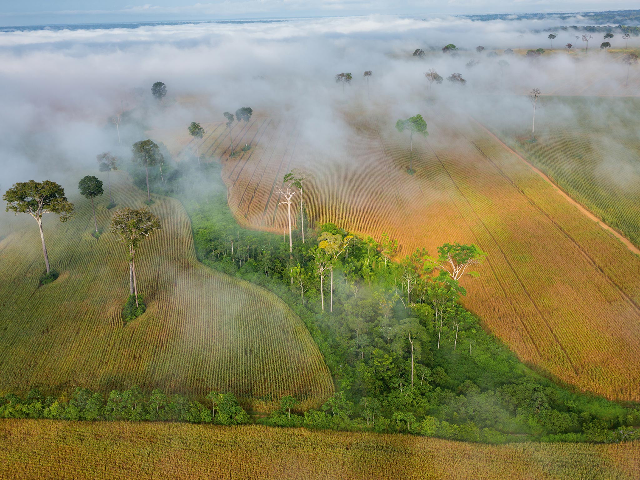Picture of Amazon rain forest with cornfields