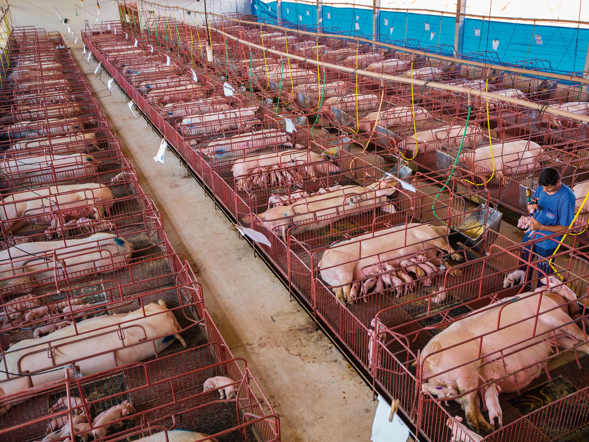 Picture of the Nutribras pig farm in Mato Grosso, Brazil, with sows confined to sectioned crates