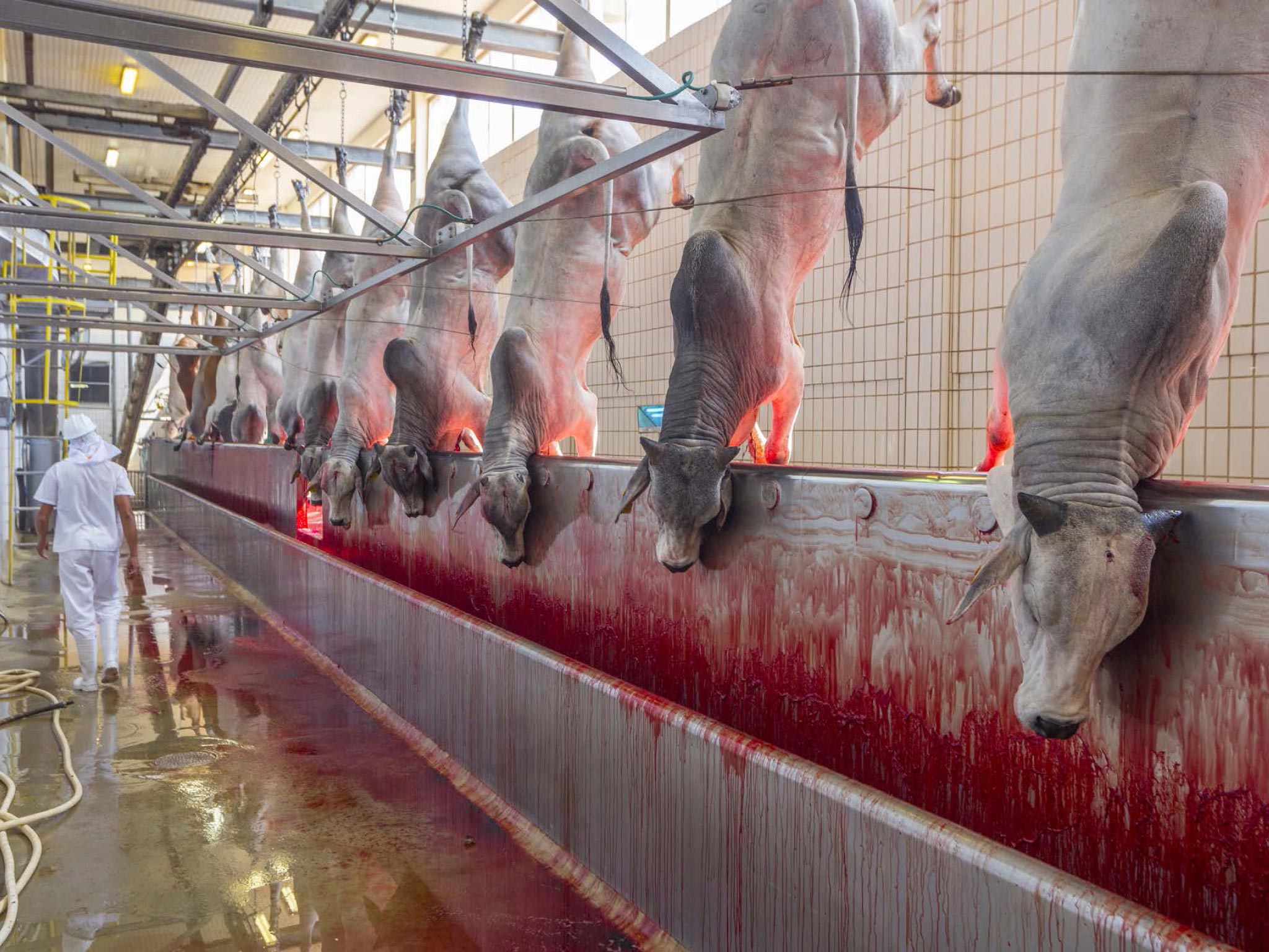 Picture of dead cattle hanging from overhead trolley