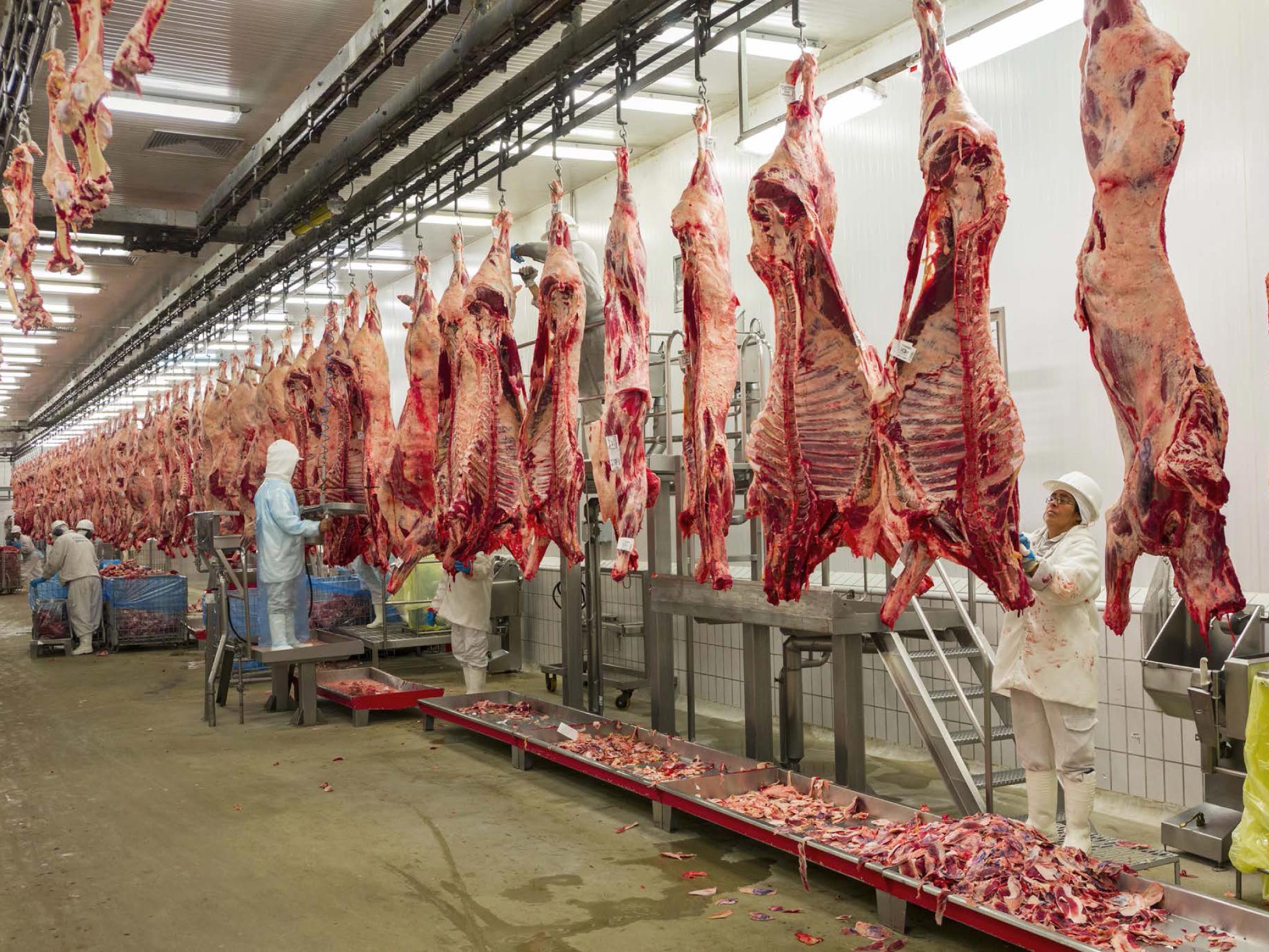 Picture of workers carving cattle carcasses into cuts of meat