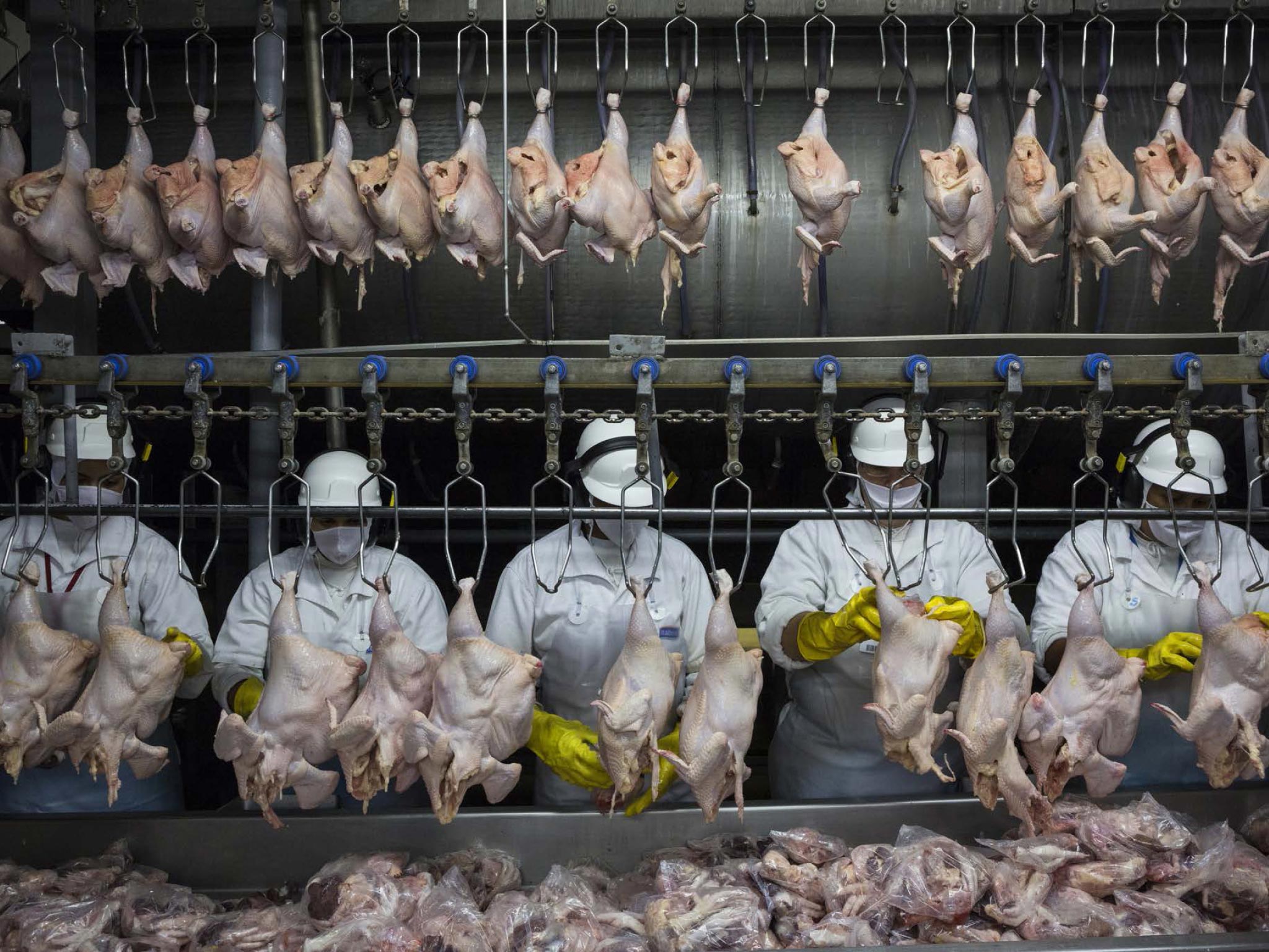 Picture of a chicken production line in Brazil