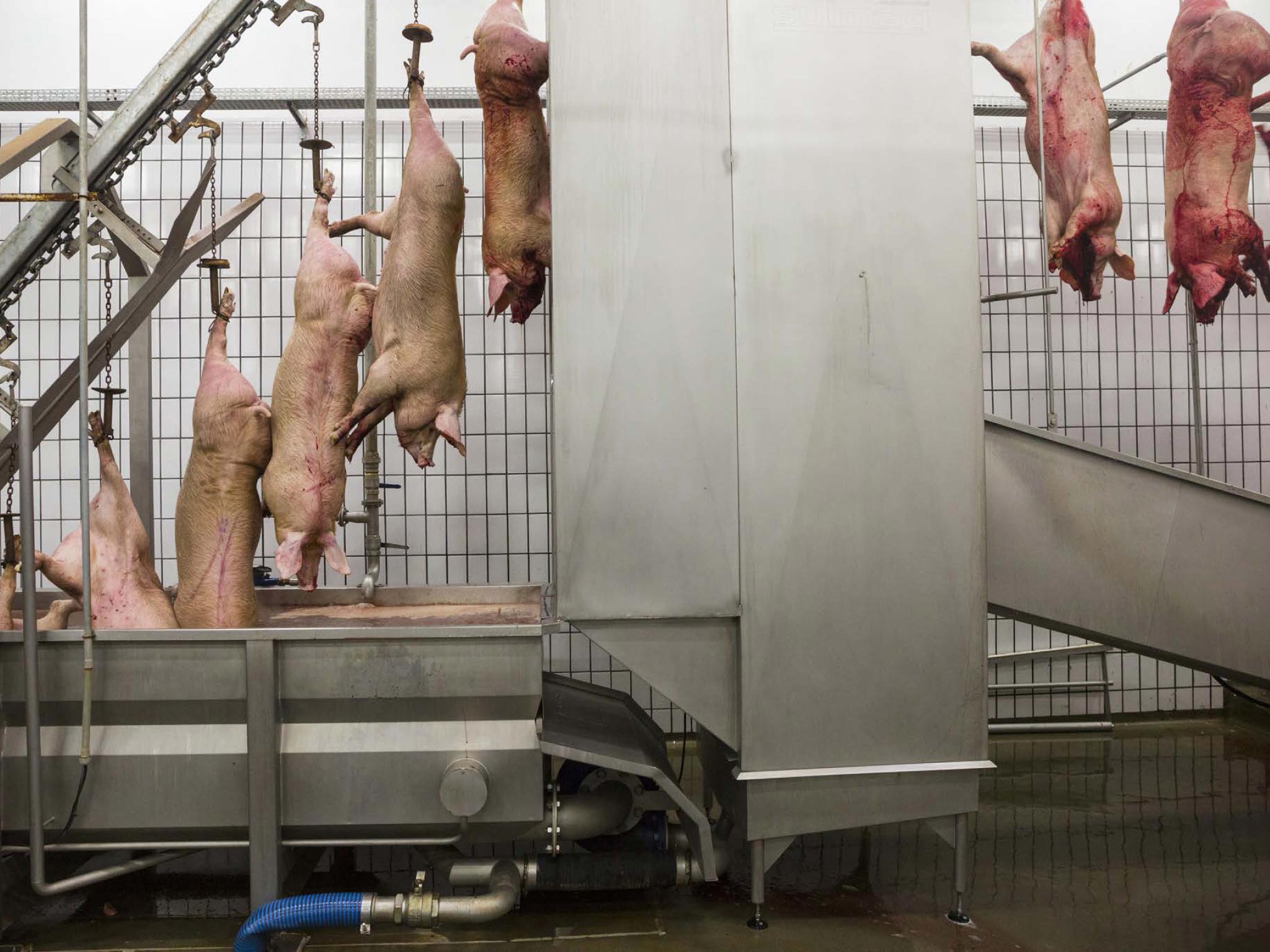 Picture of pigs on a conveyor belt being dipped into boiling water