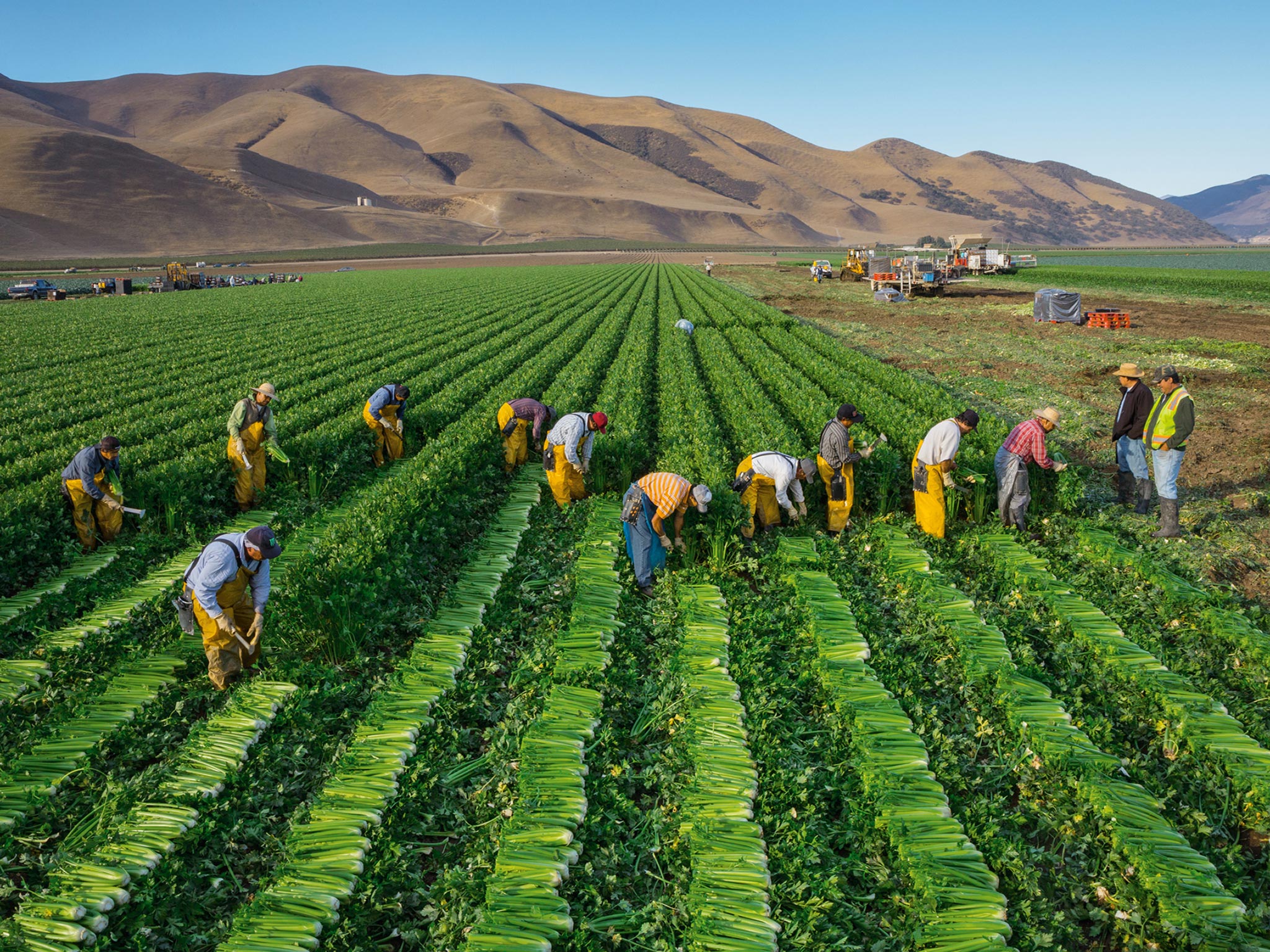 Picture of workers harvesting celery