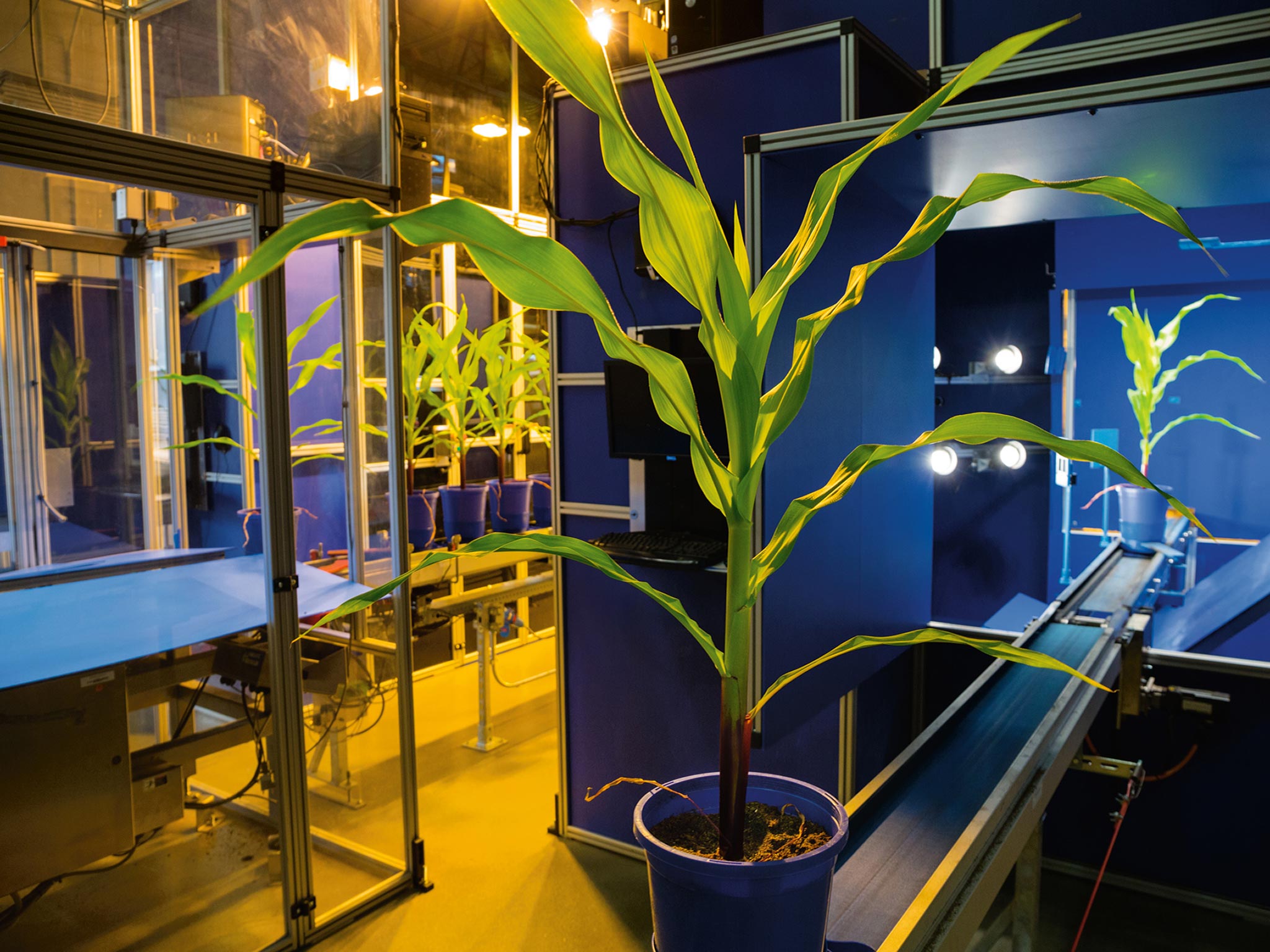 Picture of corn plants in photo booths that document their growth