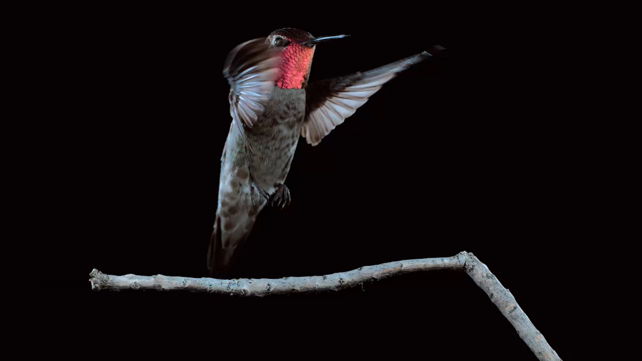 Geography Raphics Hummingbird National Geographic