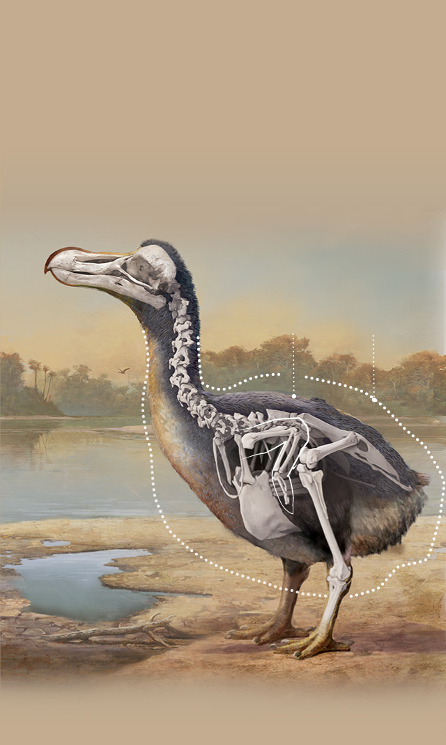 ngm-2008-dodo_phone-bones_ai2html-mobile