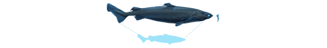 Whale Shark