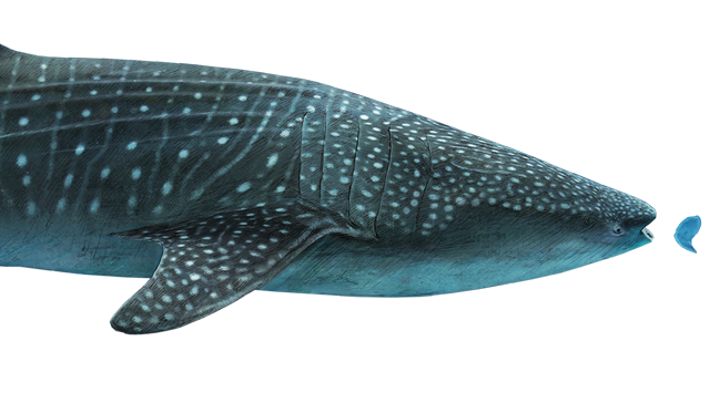 Whale Shark