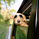 Photo: Dog wearing sunglasses, riding in a car