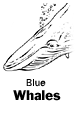 Blue Whales