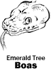Emerald Tree Boas