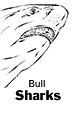 Bull Sharks