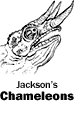 Jackson's Chameleons