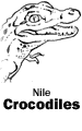 Nile Crocodiles