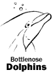 Bottlenose Dolphins