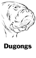 Dugongs