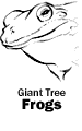 Giant Tree Frogs