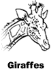 Giraffes