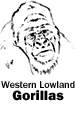 Western Lowland Gorillas