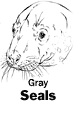 Gray Seals