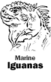 Marine Iguanas