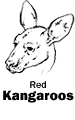 Red Kangaroos