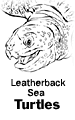 Leatherback Sea Turtles