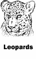 Leopards