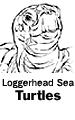 Loggerhead Sea Turtles