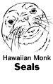 Hawaiian Monk Seal