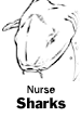 Nurse Sharks