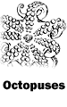 Octopuses