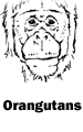 Orangutans