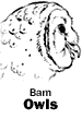 Barn Owls