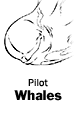 Pilot Whales