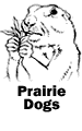 Prairie Dogs