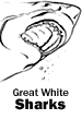 Great White Sharks