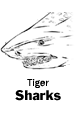 Tiger Sharks