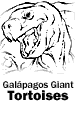 Galapagos Giant Tortoises
