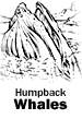 Humpback Whales