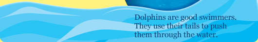 Dolphins are good swimmers. They use their tails to push them through the water.