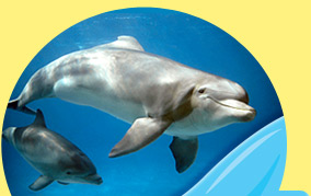 Photo: a dolphin swimming