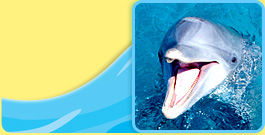 Photo: a dolphin's open mouth